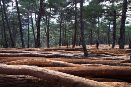 Onlar da orman içindeki geri dönüşümcüler