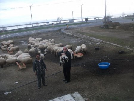 Ordu Damızlık Birliği üyelerine kaba yem rasyonu getirdi