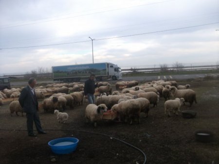 Ordu Damızlık Birliği üyelerine kaba yem rasyonu getirdi