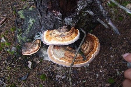 Ordu Ormanlarında Ölümsüzlük Mantarına Rastlandı