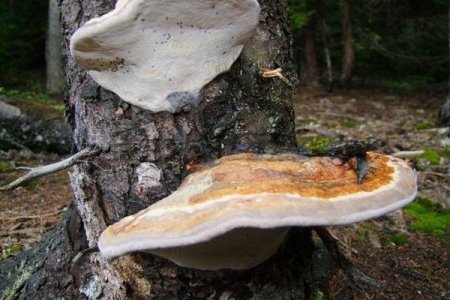 Ordu Ormanlarında Ölümsüzlük Mantarına Rastlandı