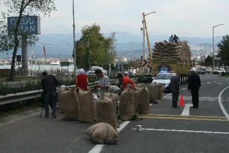 Ordu'da Aşırı Yüklenen Kamyondaki Fındıklar Yola Saçıldı