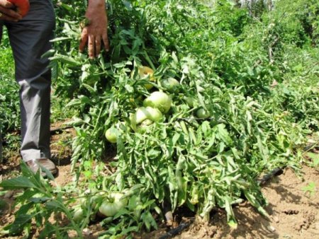 Organik Canlı Gübrenin Maliyeti 8 Kuruş