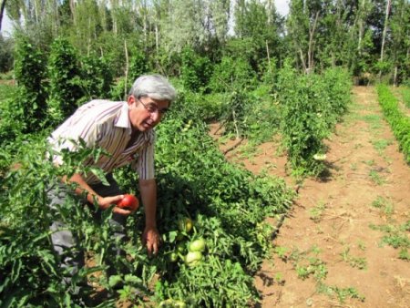 Organik Canlı Gübrenin Maliyeti 8 Kuruş