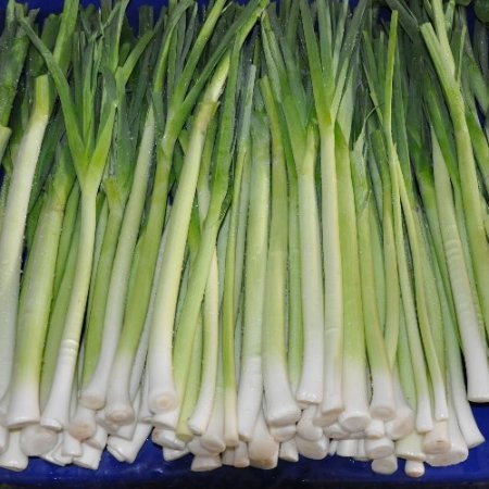 Organik patates ve pırasa üretimi başladı