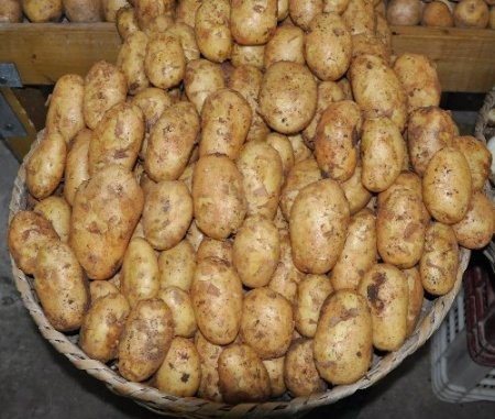 Organik patates ve pırasa üretimi başladı