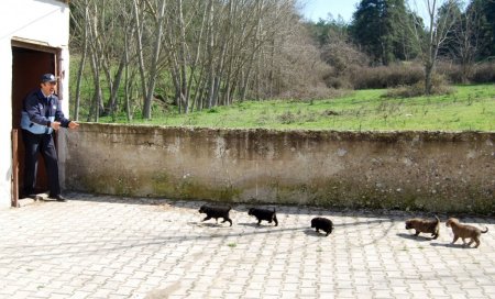 Orhaneli’nde anneleri ölen köpeğin yavrularına belediye sahip çıktı