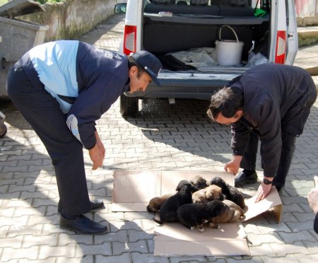 Orhaneli’nde anneleri ölen köpeğin yavrularına belediye sahip çıktı