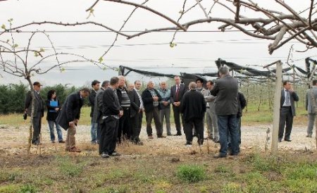 Orhangazi için en önemli alternatif ürün kivi