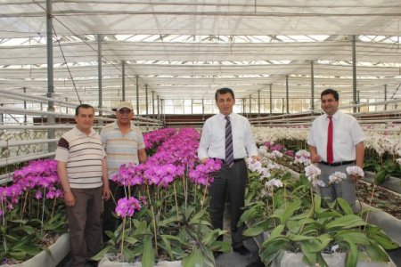 Orkideler Anneler İçin Hazırlandı