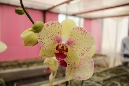 Orkideler Anneler İçin Hazırlandı