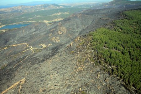 Orman Genel Müdür Yardımcısı Doğan: Seferihisar Yangınında Kasıt Var