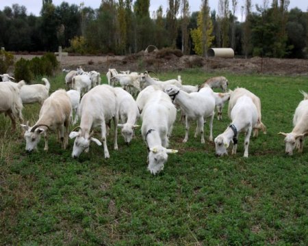 Orman Genel Müdürlüğü'nden Saanen keçisi yetiştiricilerine kredi desteği