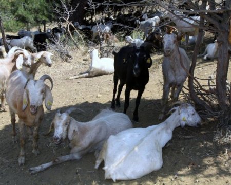 Orman Genel Müdürlüğü'nden Saanen keçisi yetiştiricilerine kredi desteği