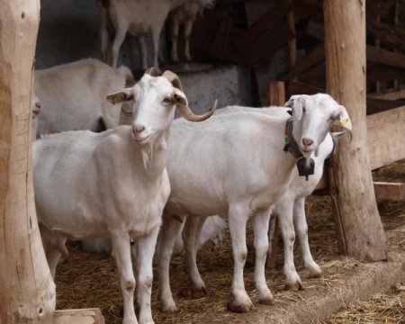 Orman Genel Müdürlüğü'nden Saanen keçisi yetiştiricilerine kredi desteği