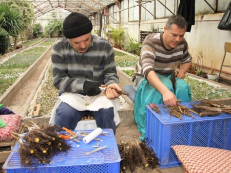 Orman Köylüleri Ceviz Ve Badem İle Kalkınacak