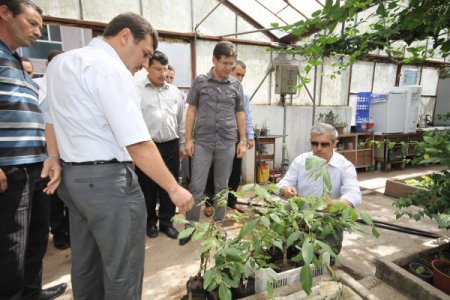 Orman köylülerine ceviz desteği sağlanacak
