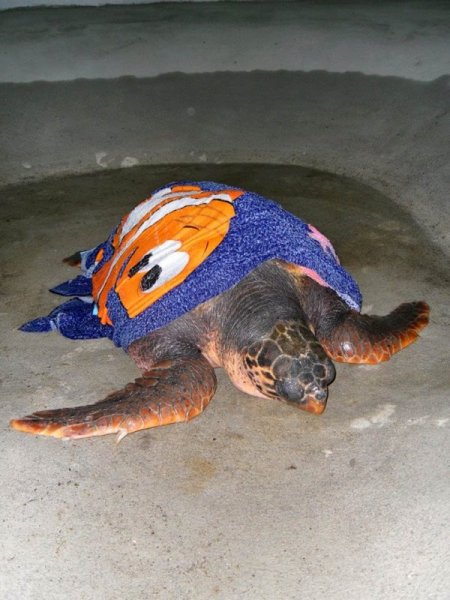 Orman ve Su İşleri Bakanlığı, yaralı bin 92 yabani hayvanı tedavi ettirdi