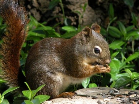 Orman ve Su İşleri Bakanlığı, yaralı bin 92 yabani hayvanı tedavi ettirdi