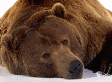 Orman ve Su İşleri Bakanlığı, yaralı bin 92 yabani hayvanı tedavi ettirdi