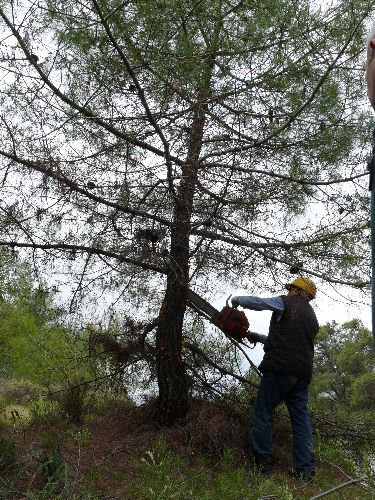 Orman Yangınlarının Önüne Geçmek İçin Elektrikçilere Ağaç Kesme Eğitimi Veriliyor