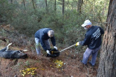 Ormana bırakılan zehirli balıklar köpekleri öldürdü