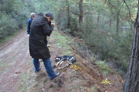 Ormana bırakılan zehirli balıklar köpekleri öldürdü