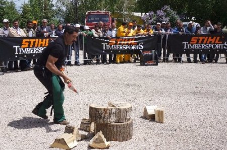 Ormancılar, kütüğü en hızlı kesmek için ter döktü