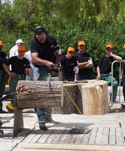 Ormancılar, kütüğü en hızlı kesmek için ter döktü