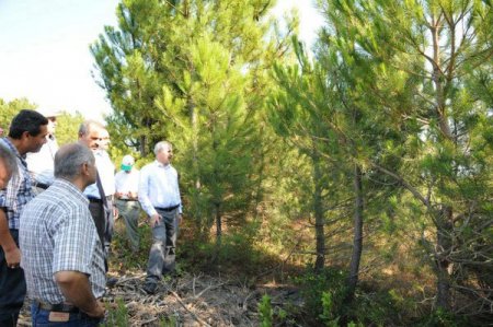 Ormancılar bilimsel denetim istiyor
