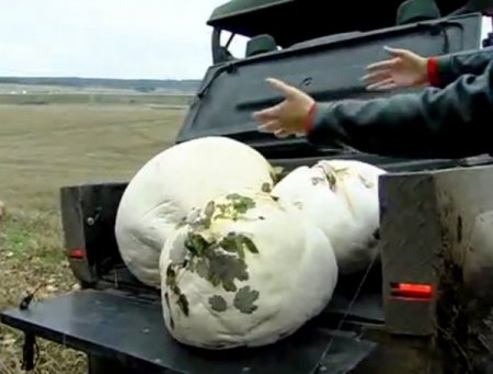 Ormanda Bulunan 12 Kilogram Ağırlığındaki Mantar Guinness’e Aday