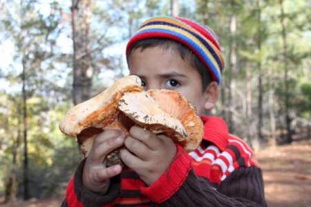 Ormanda yetişen doğal mantar ete rakip oldu