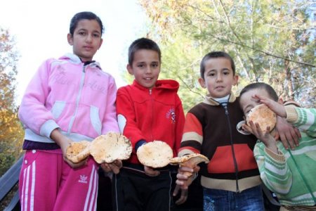 Ormanda yetişen doğal mantar ete rakip oldu