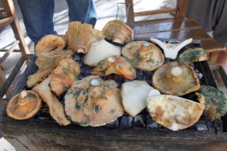 Ormanda yetişen doğal mantar ete rakip oldu