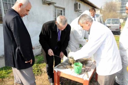 Ormanları Yırtıcı Böcekler Koruyor