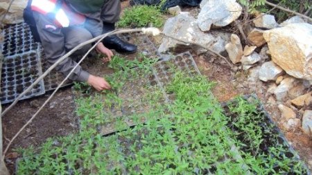 Ormanlık alanda Hint keneviri serası bulundu