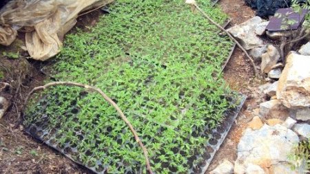 Ormanlık alanda Hint keneviri serası bulundu