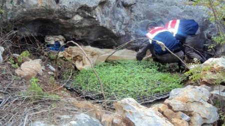 Ormanlık alanda Hint keneviri serası bulundu