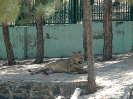 Ortadoğu’nun En Büyük Hayvanat Bahçesinde İkiz Aslan Doğdu