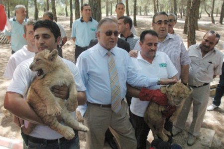 Ortadoğu’nun En Büyük Hayvanat Bahçesinde İkiz Aslan Doğdu