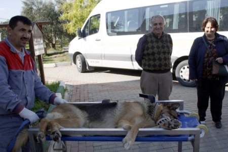 Ortakulak iltihabı olan köpek, Bursa’da tedavi edildi