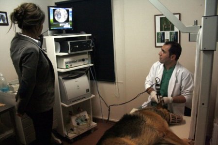 Ortakulak iltihabı olan köpek, Bursa’da tedavi edildi