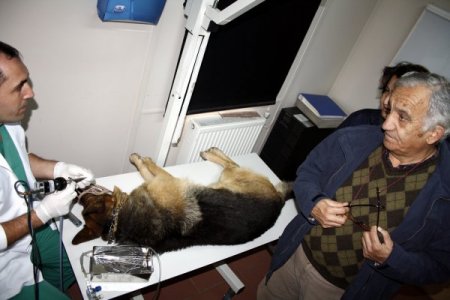 Ortakulak iltihabı olan köpek, Bursa’da tedavi edildi