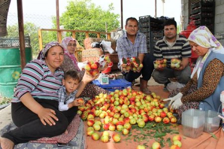 Örtü Altı Nektarinde İlk Hasat Yapıldı, Üretici Memnun