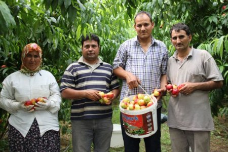 Örtü Altı Nektarinde İlk Hasat Yapıldı, Üretici Memnun