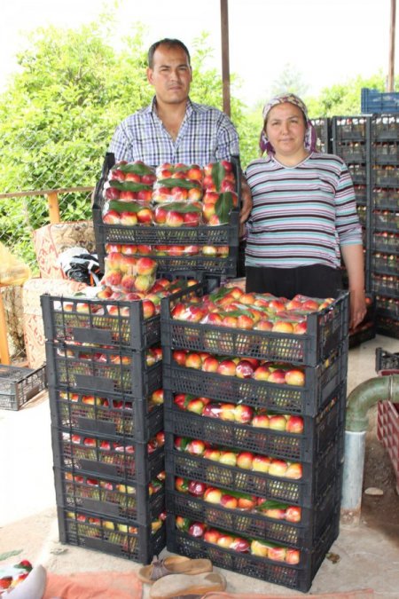 Örtü Altı Nektarinde İlk Hasat Yapıldı, Üretici Memnun