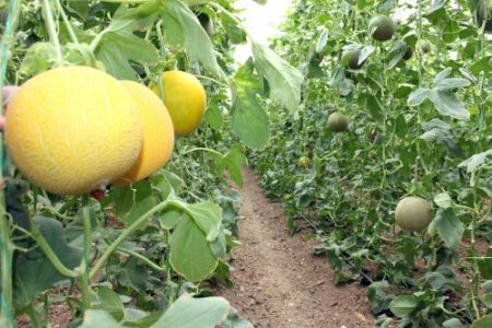 'Örtüaltı kavun, fiyat açısından üreticiyi memnun ediyor'