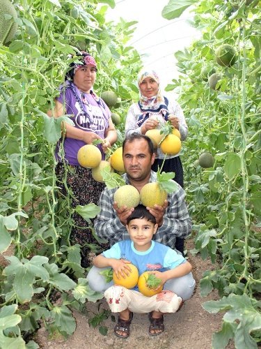 'Örtüaltı kavun, fiyat açısından üreticiyi memnun ediyor'