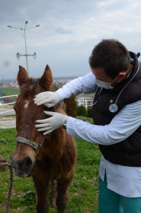 Osmangazi Belediyesi, çukura düşen atın şiddete maruz kaldığını tespit etti