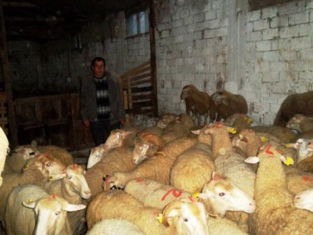 Osmangazi'nin 5 köyünde 200 damızlık koyun ve 10 koç dağıtıldı